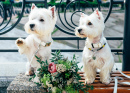West Highland White Terriers on the Bench
